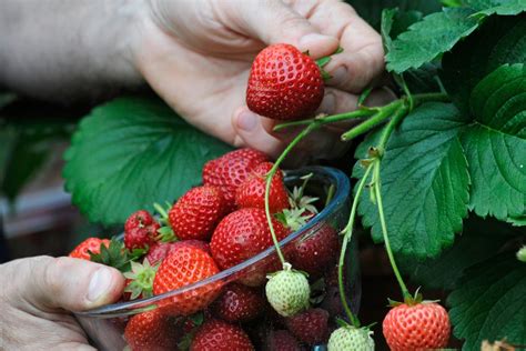 Harvest Strawberries All Summer