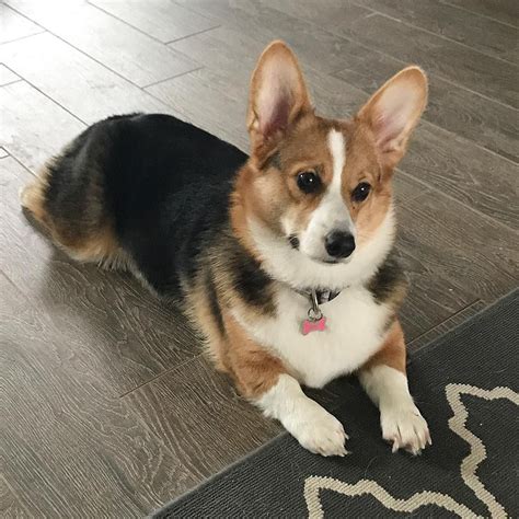 Corgi Puppies Montana