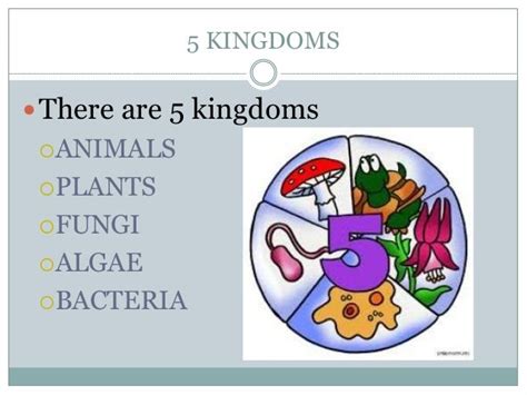 The 5 Kingdoms Natural Science 6th Primary