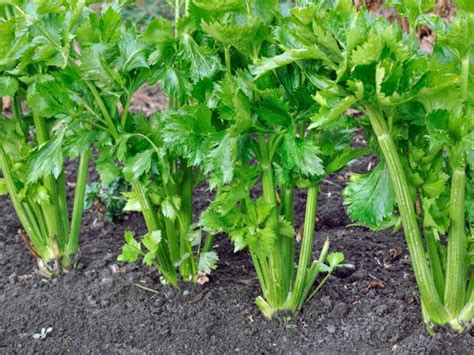 How To Grow Celery Hgtv