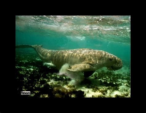 Dugong Wallpapers For Desktop Download Free Dugong Pictures And