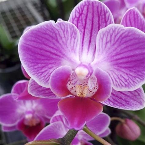 L Orchidea Eleganza Che Si Distingue Qui Brianza News