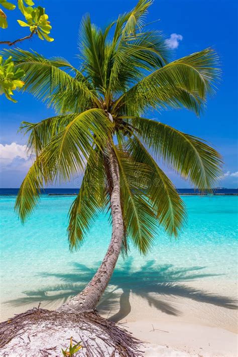 Coconut Palm Tree At Tropical Beach In Maldives Stock Photo Image