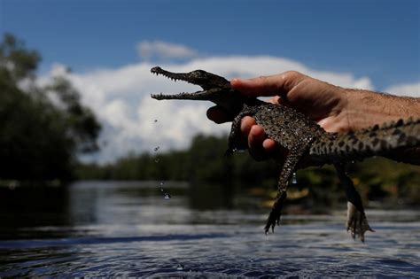 Cuban Scientists Race To Save One Of The World´s Rarest Crocodiles Pics