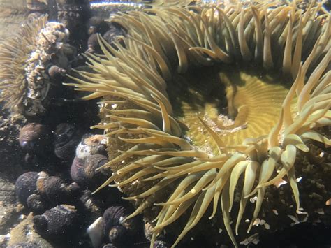 Sea Anemones Find Sweet Arrangement With Under Skin Algae For Emergency