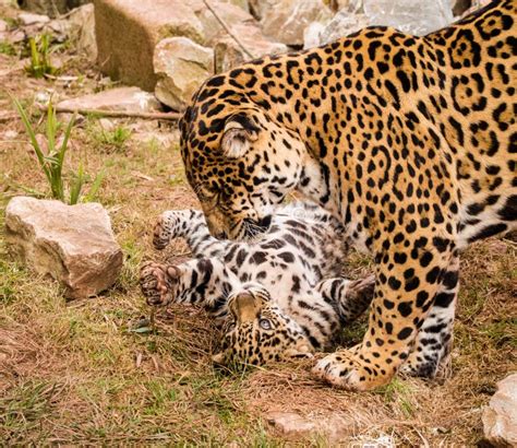 Jaguar Cub Editorial Stock Photo Image Of Springtime 51432828