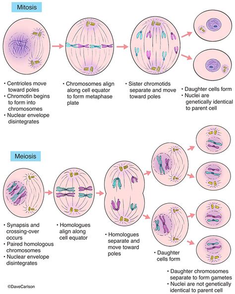 Mitosis And Meiosis Photo Meiosis Mitosis Biology Lessons