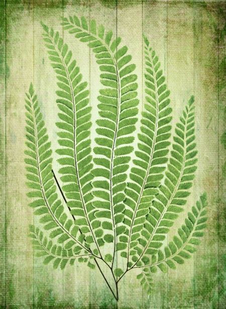 Fern Foliage Leaves Plant Free Stock Photo Public Domain Pictures