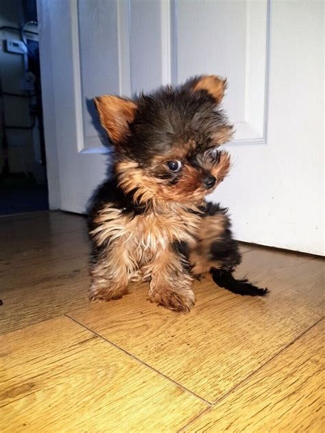 Miniature Yorkshire Terrier Pup 1 Female Left In Newry County Down