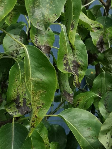 Pear Tree Leaf Disease Identification Pregnant Health Tips