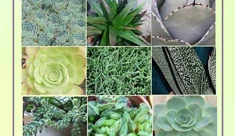 Succulent Identification Chart - find your unknown plant here | Types