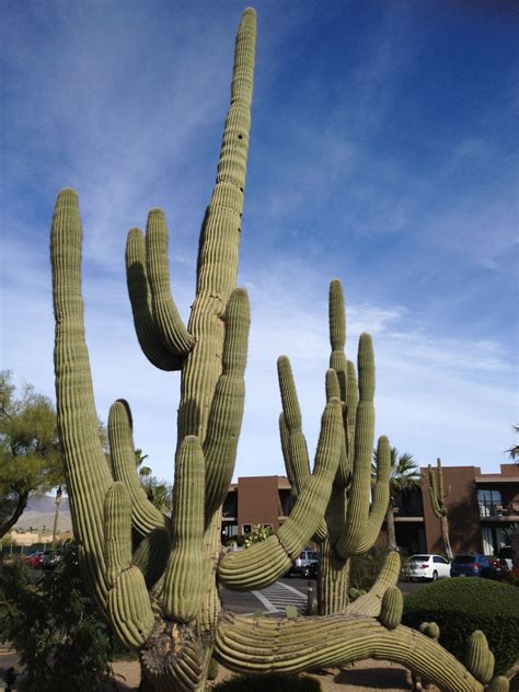 Desert Cacti In Carefree Az Cacti Cactus Plants Desert Cactus