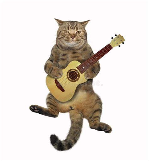 Cat Plays The Guitar 2 Stock Image Image Of Acoustic 144727621