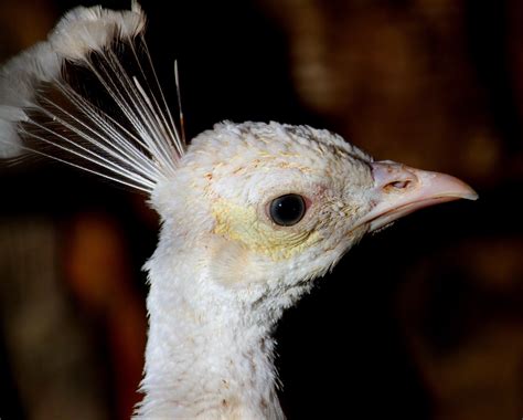 Fotos Gratis Naturaleza Pájaro Ala Fauna Silvestre Pico Pollo