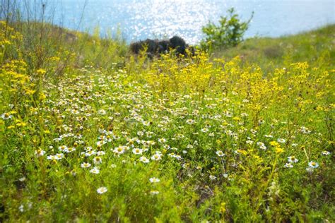 Amazing Meadow On The Shore Of The Lake Covered With Wildflowers Stock