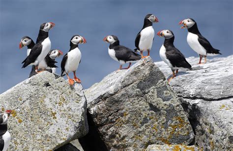 Scientists Puffins Might Spend The Winter Off New Jersey Daily Mail