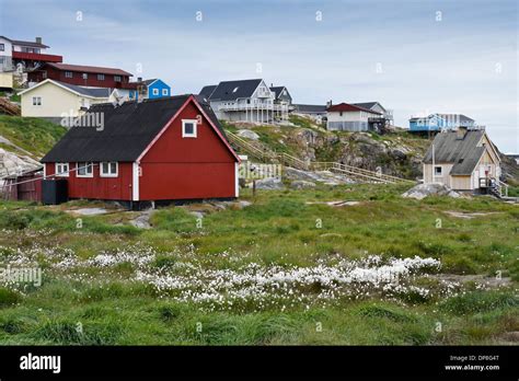Colorful Houses In Illulissat West Greenland With Summer Wildflowers