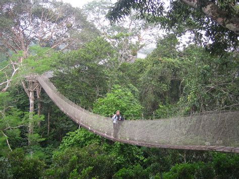 10 Ways Canopy Walkways Help Save The Planet Tree Foundation