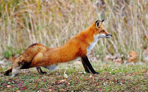 Red Fox Vulpes Vulpes Part Ii Pet Fox Fox Baby Animals Pictures