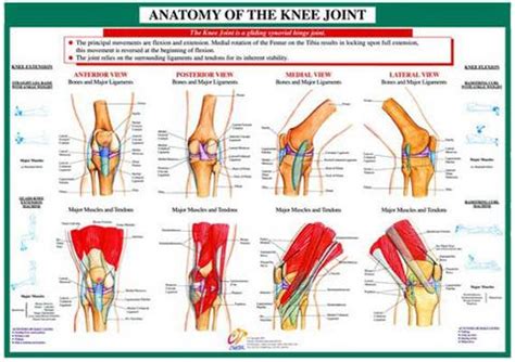 Sudden knee pain is often caused by overusing the knee or injuring it. Anatomy of Knee Joint Health and Fitness Wall Chart Poster ...