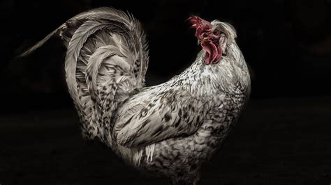 Download Cock Wallpapers Bhmpics