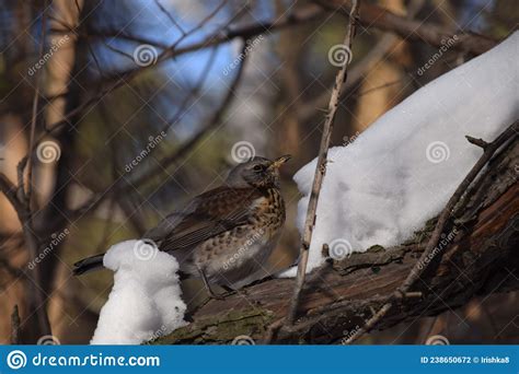 Fieldfare Thrush Bird Snowbird And Snow On Tree In Winter Forest