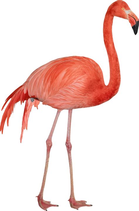 Flamingo Png Image Free Download