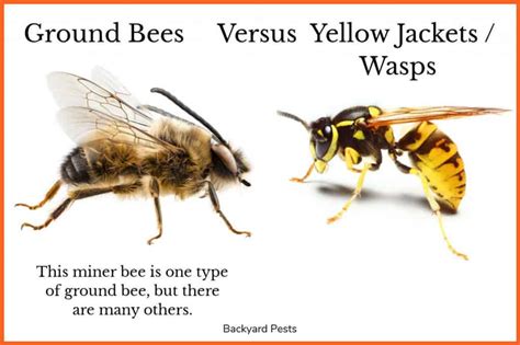 9 Ways To Tell A Ground Bee From A Yellow Jacket Wasp With Pictures Backyard Pests