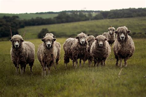 图片素材 景观 领域 草地 草原 野生动物 放牧 牧场 动物群 脊椎动物 农村 牧羊人 牛像哺乳动物