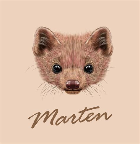 Vector Illustrated Portrait Of Marten Stock Illustration
