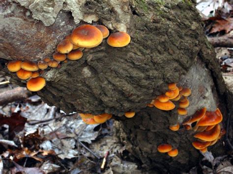 The Ohio Fungiphage Need Not Go Hungry Even In Late Fall