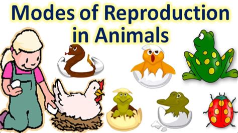 Science 5 Describe The Different Modes Of Reproduction In Animals