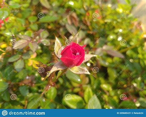 Red Rose Flower Closeup Stock Image Image Of Food Wildflower 209685431