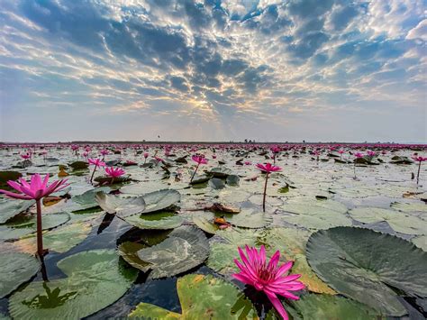 Red Lotus Lake Ein Ausflug An Thailands Schönsten See