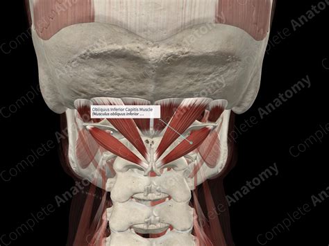 Obliquus Inferior Capitis Muscle Complete Anatomy