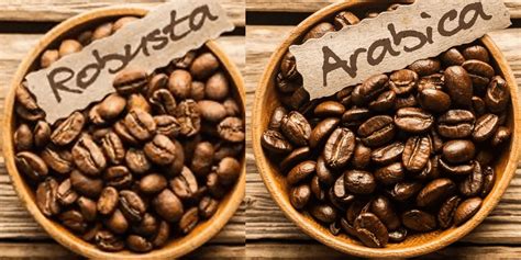Робуста і Арабіка Яка різниця між типами кави Prosto Life