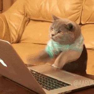 Funny cats typing messages on the keyboard, pound their paws on the keys. Whatsapp Web GIFs - Find & Share on GIPHY