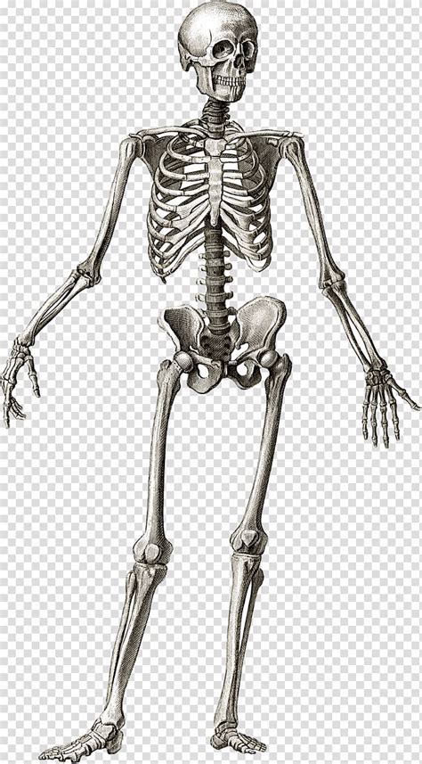 Human Body Skeleton Anatomy Bones