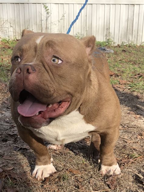High to low nearest first. American Bully for Sale in Florida - | #59114 - PetZDaddy