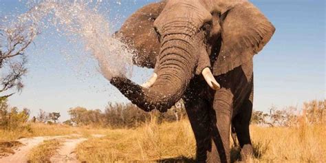 25 Curiosidades Que No Sabías Sobre Los Elefantes Radio Tgw