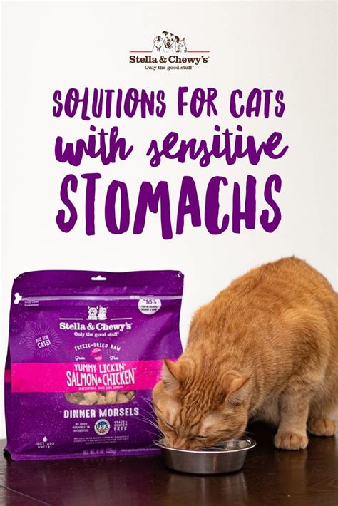 Cat Food For Sensitive Stomach Uk Cat Meme Stock Pictures And Photos