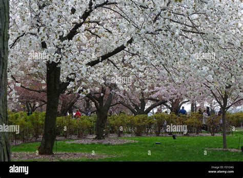 Cherry Trees And Blossoms At Brooklyn Botanic Garden Stock Photo Alamy