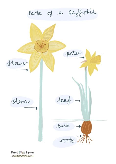 Parts Of A Daffodil Poster For Kids Printable Teaching Resources