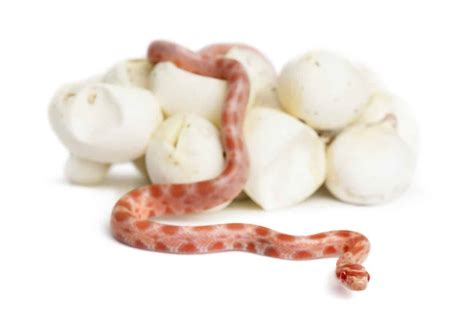 With some of their natural habitat shrinking, it's now not uncommon to find mother turtles wandering into people's yards and freshly dug gardens to bury their eggs. How Many Times a Year do Corn Snakes Lay Eggs? - Embora Pets