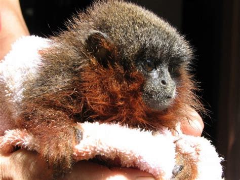 New Titi Monkey Species Discovered In Amazon Wired