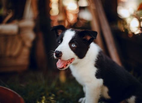 Top Border Collie Puppy Names Here Are The Worlds 10 Most Popular Dog