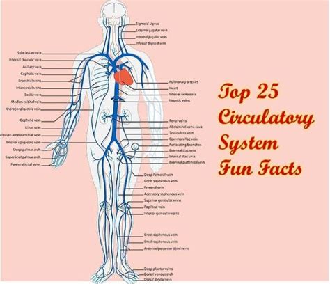 Top 25 Circulatory System Fun Facts Updated 2023 BioExplorer