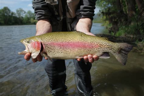Discover The Largest Rainbow Trout Ever Caught In South Carolina A Z