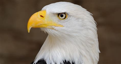 Man Pleads Guilty To Shooting Bald Eagle Then Running It Over With Atv