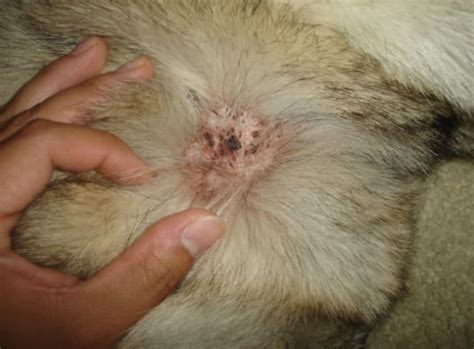 Dry Skin Scabs On Dogs Back
